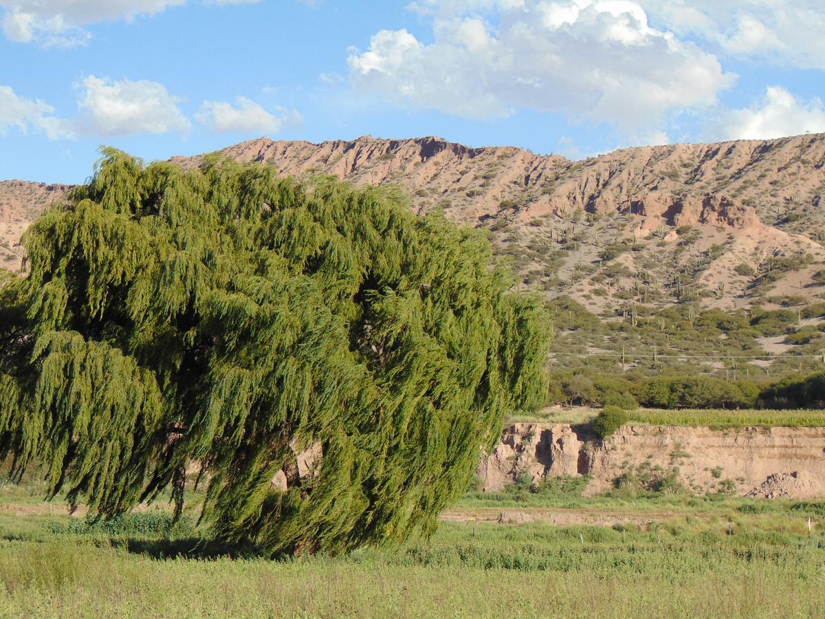 El Churqui * Humahuaca